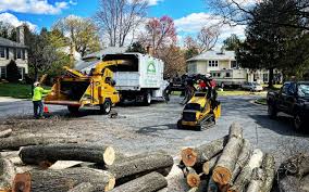 Best Storm Damage Tree Cleanup  in Reno, OH