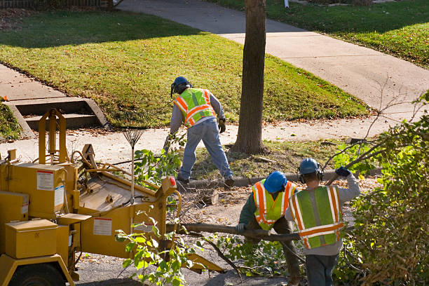 Best Emergency Tree Removal  in Reno, OH